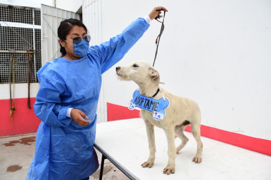 Promueven en Chimalhuacán buen trato a animales