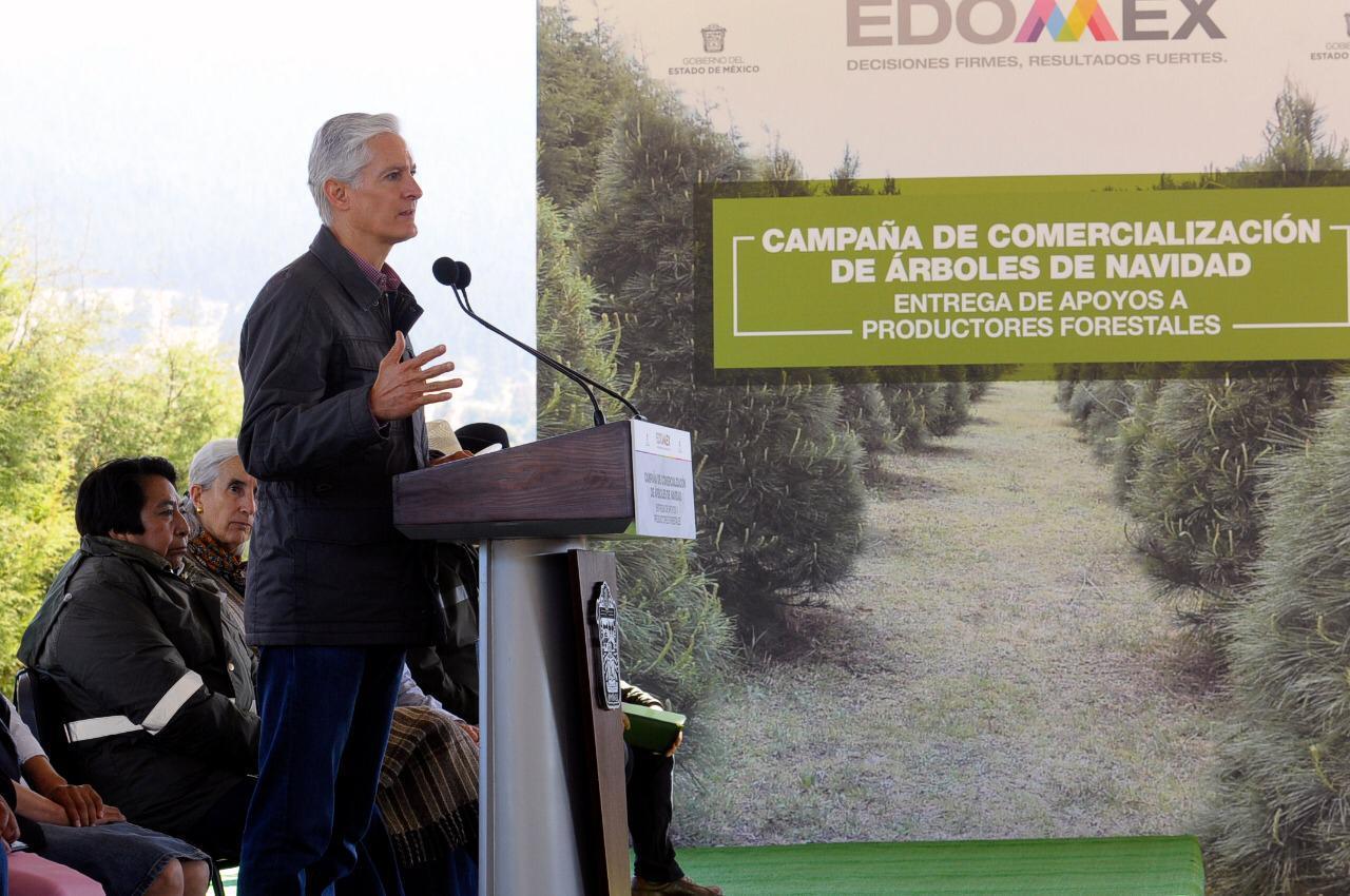 Inicia comercialización de árboles de Navidad