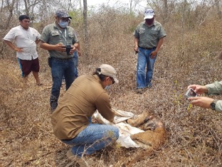 Investiga Profepa caza de puma en Yucatán