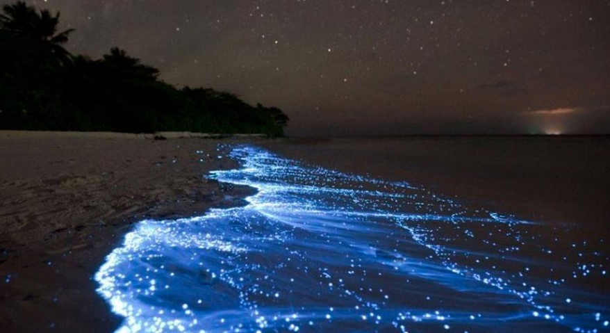 Aislamiento genera bioluminiscencia