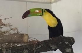 Tucán comía fruta en casa de Atizapán; fue rescatado