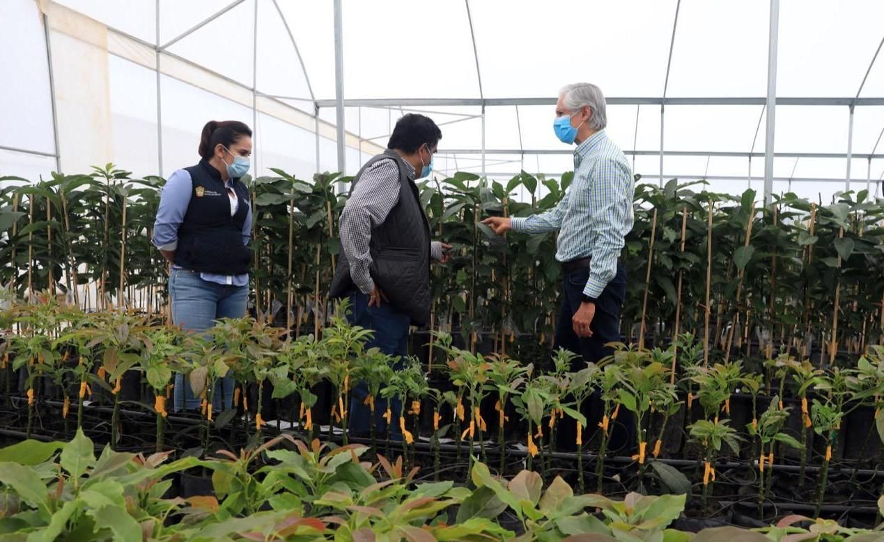 Activan Centro de Producción de Aguacate