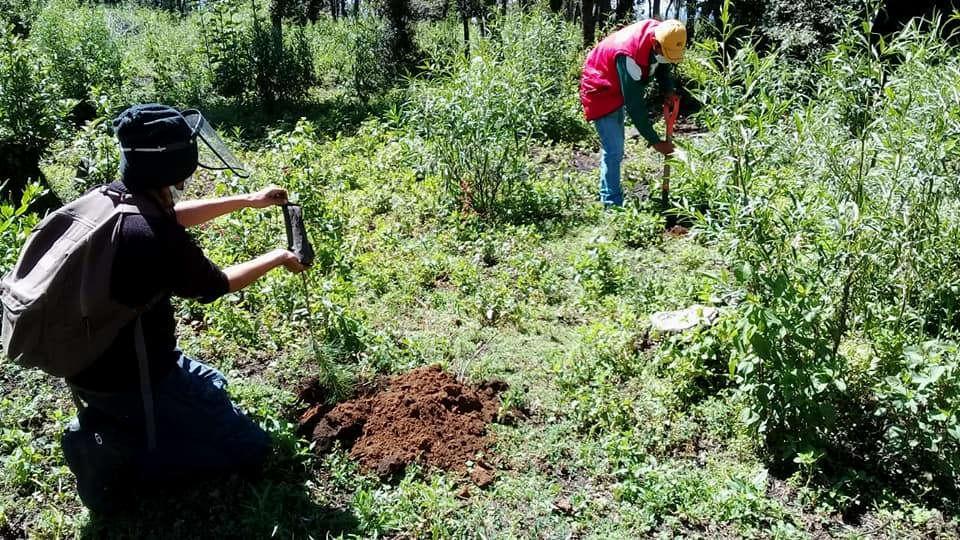 Reforestan ante efectos del cambio climático