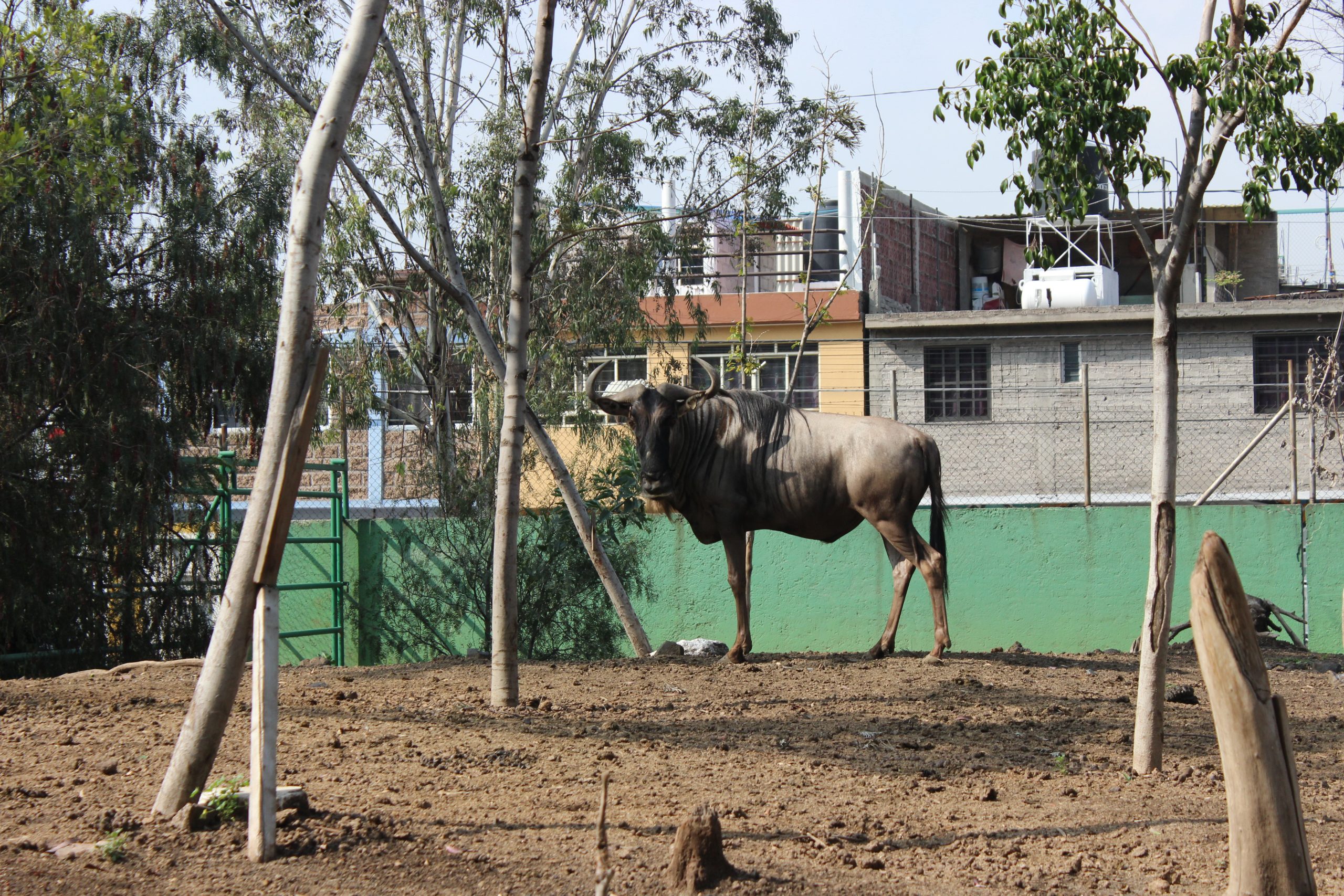 En Zoo de Neza, protegen a especies ante COVID y fríos