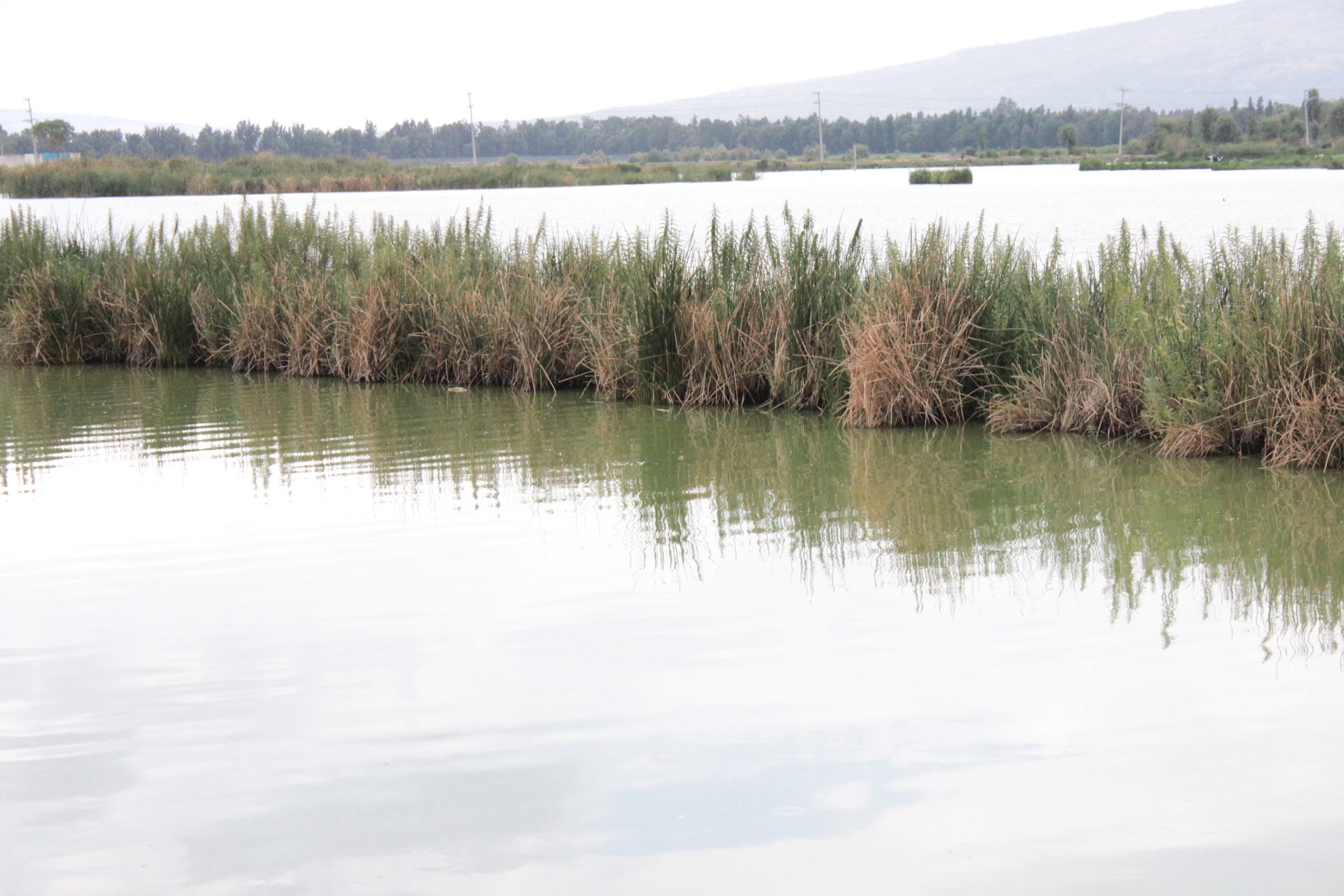 Recuperarán Lago Tláhuac-Xico para sustentabilidad del agua