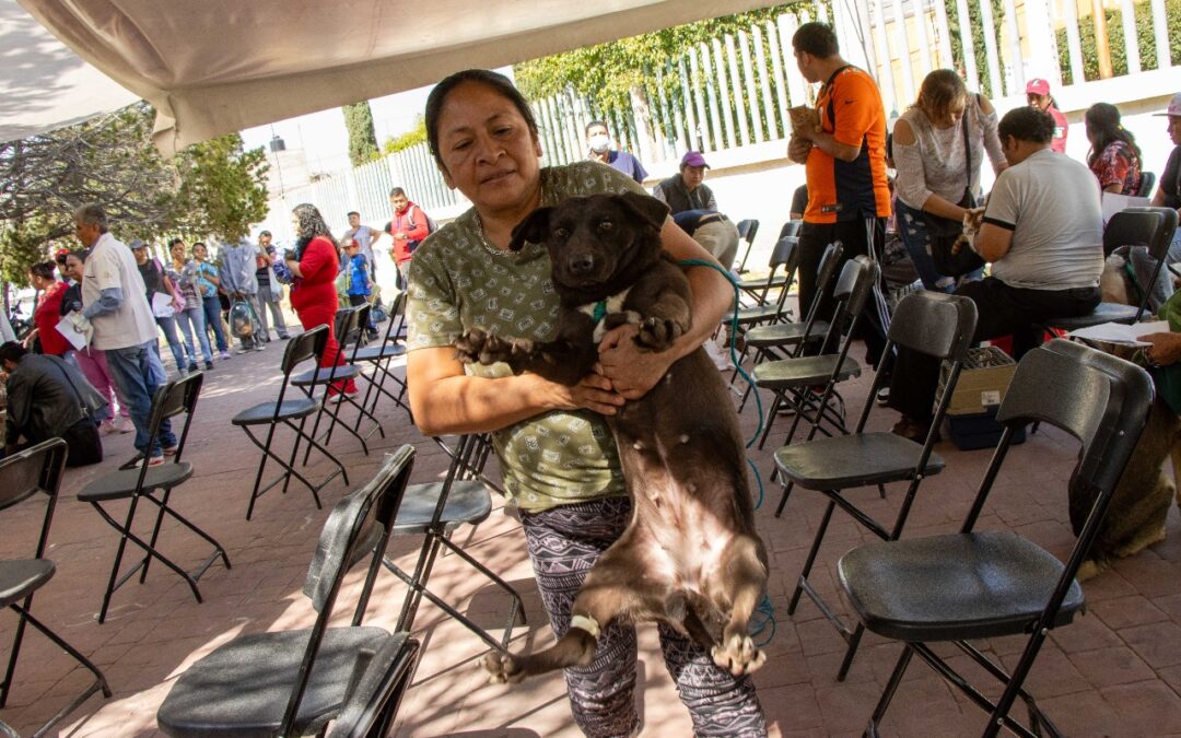 Controlan sobrepoblación de perros en Chimalhuacán