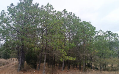 Crean bosque que logra atraer la lluvia