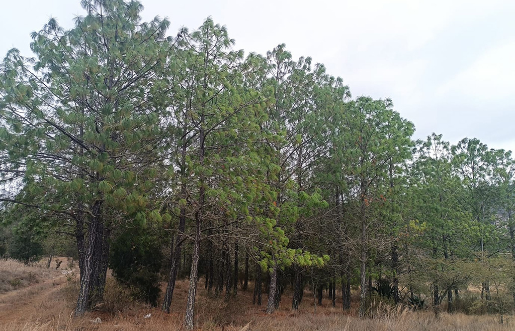 Crean bosque que logra atraer la lluvia