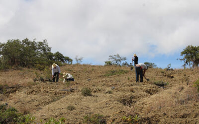 Crean bosque que logra atraer la lluvia