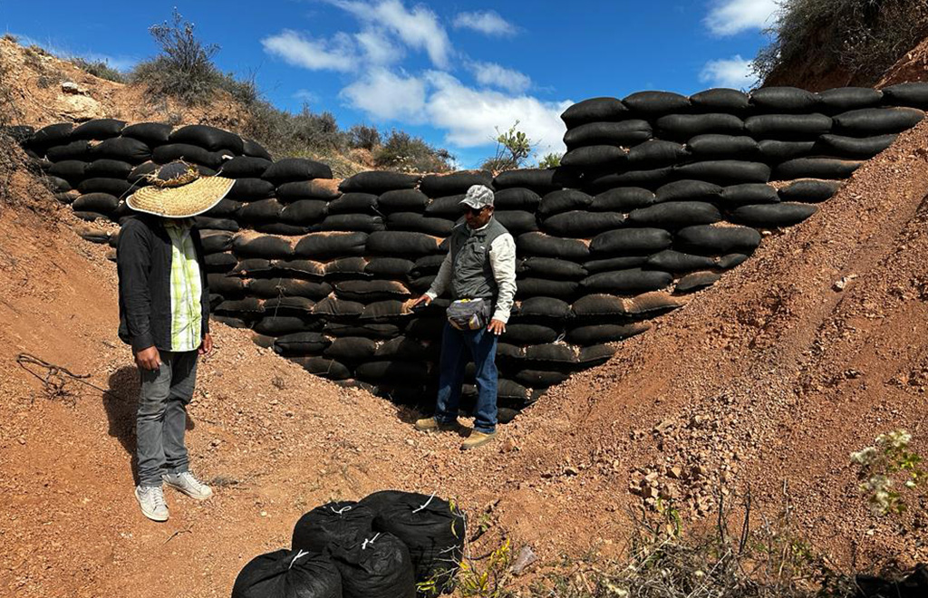 Crean bosque que logra atraer la lluvia