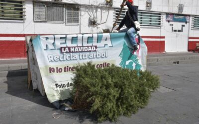 Abandonar árboles de Navidad en la vía pública genera sanciones