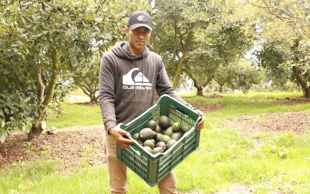 Aguacate mexiquense presente hoy en el Super Bowl