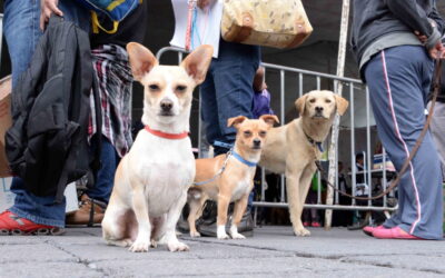 Canes de Neza participarán en carrera de velocidad