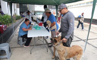 Realizan vacunación gratuita de canes y gatos