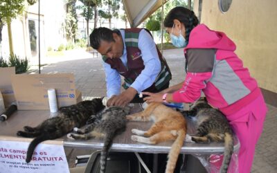 Realizan este miércoles, Jornada de esterilización de canes