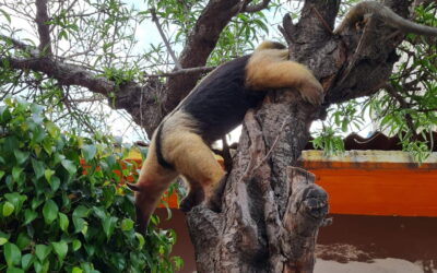 En Neza rescatan a oso hormiguero trepado en un árbol