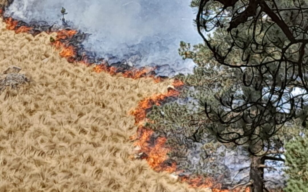 Ecocidio en el Izta-Popo; “vuela el fuego”: brigadista