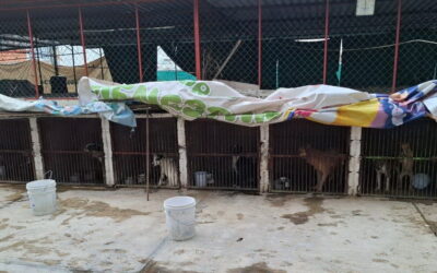 Por presunta mutilación de perros  aseguran predio en Ixtapaluca