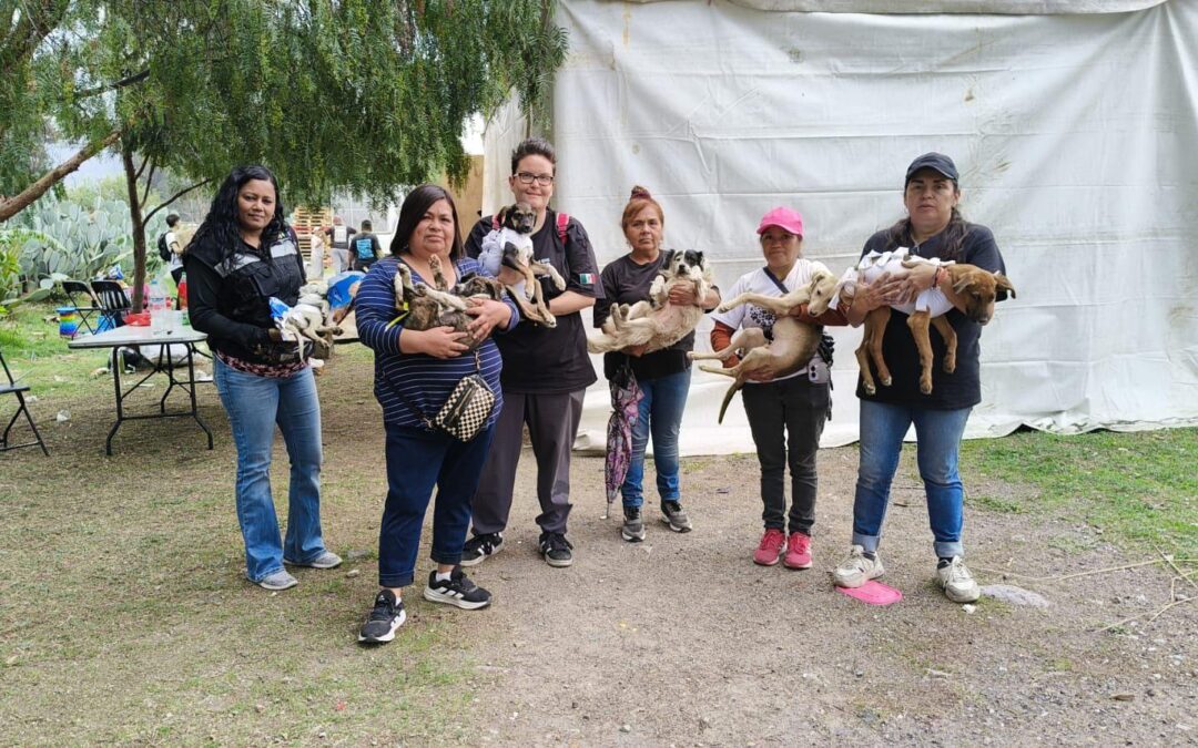 Esterilizan a perros ferales en situación de calle; evitan su reproducción