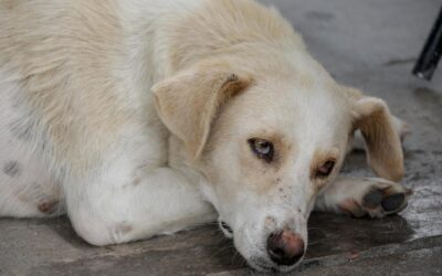 Chimalhuacán anuncia control de sobrepoblación de perros y gatos con adopción