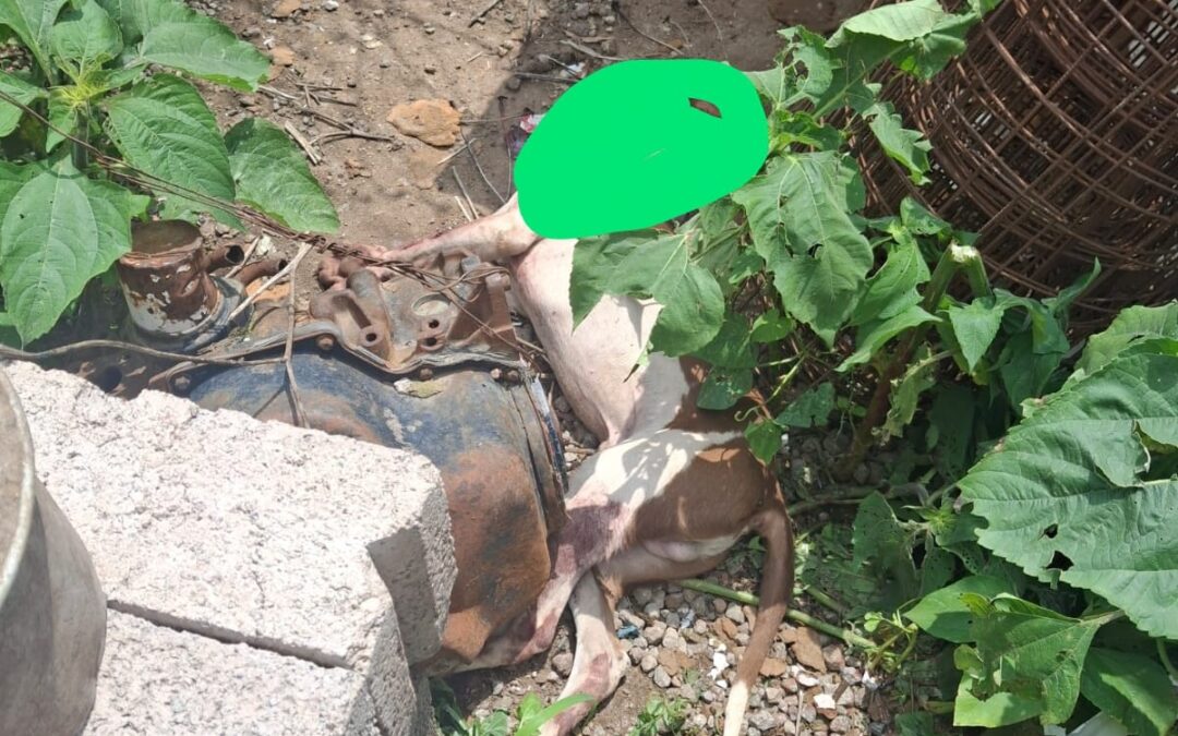 Ponen a disposición a dos personas por muerte de un perro