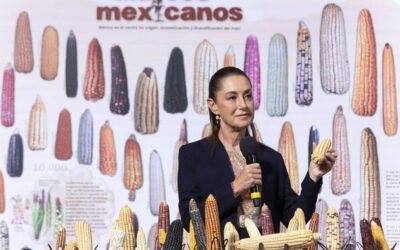  Programa “Sin maíz no hay país”,  impulsará uso de semilla nativa y precio de garantía