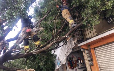 Árbol de 20 metros se desploma en una calle de Ciudad Azteca