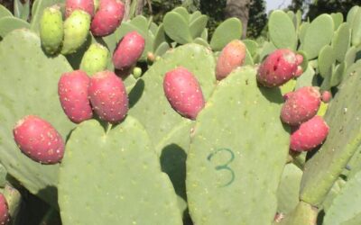 Chapingo propone producir jugo de tuna para evitar bebidas chatarra
