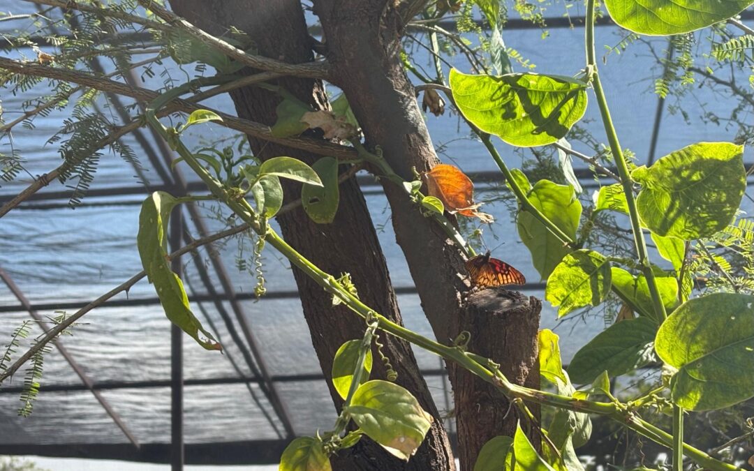 ¡Ven a observar mariposas en Ecatepec durante estas vacaciones!