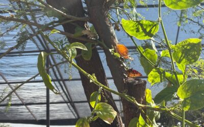 ¡Ven a observar mariposas en Ecatepec durante estas vacaciones!