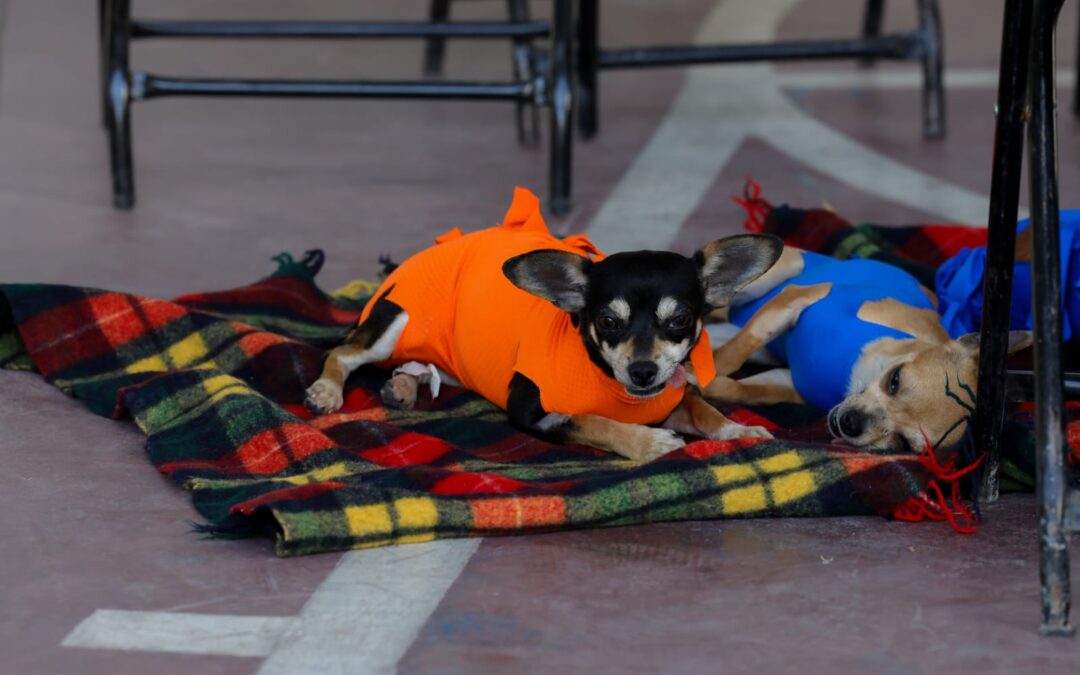 El GEM reconoce resultados en prevención y control de la rabia, esterilización canina y felina