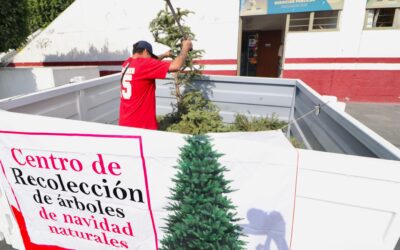 Neza recicla árboles de Navidad para hacer composta