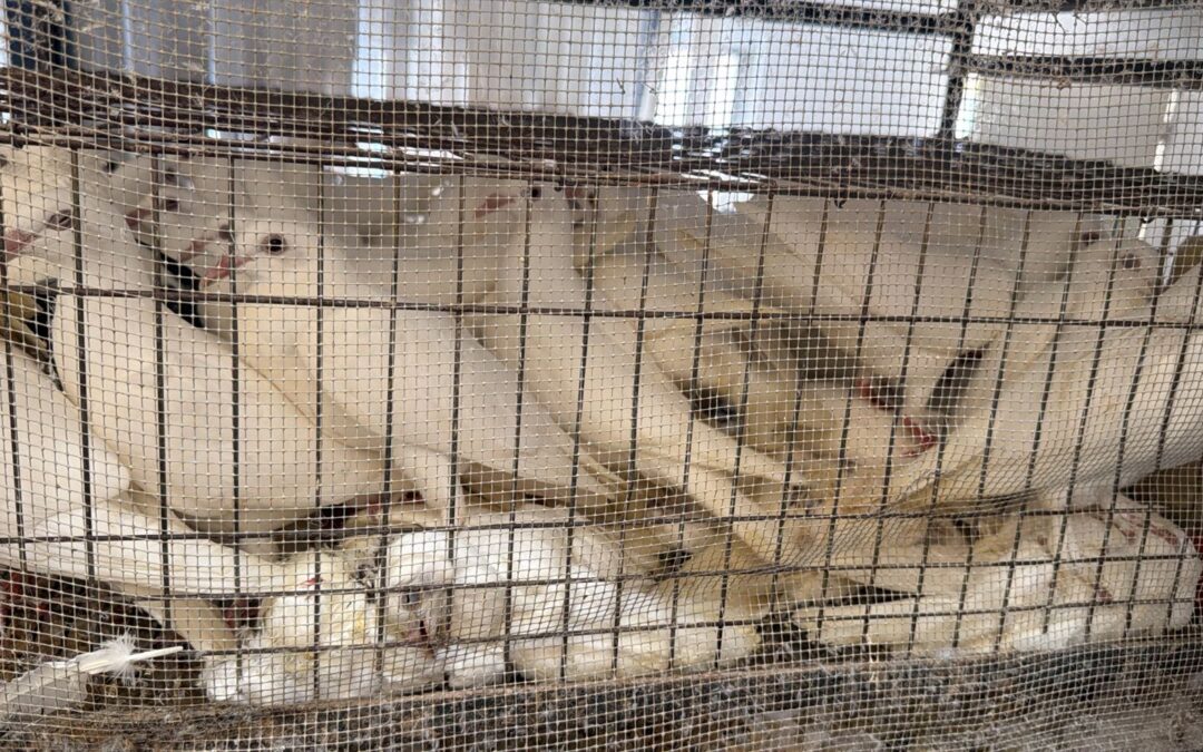 Rescatan a más de 700 animales hacinados en Las Américas