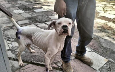 En Neza arrancó la captura de 20 mil perros en situación de calle