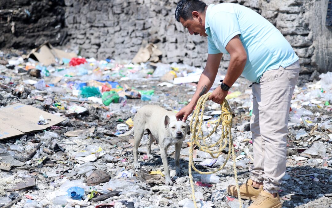 Chimalhuacán y La Paz se unen para frenar sobrepoblación de perros 