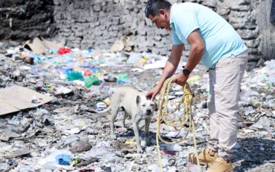 Chimalhuacán y La Paz se unen para frenar sobrepoblación de perros 