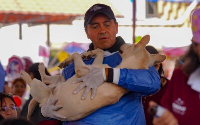 CERA llegó a La Paz; captura perros en situación de calle para controlar la sobrepoblación