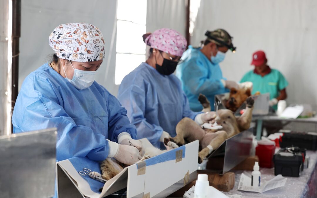 Chimalhuacán inspira en combate a la sobrepoblación de perros y gatos  