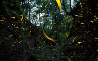 Conservan hábitats sanos para proteger a las luciérnagas en territorio mexiquense