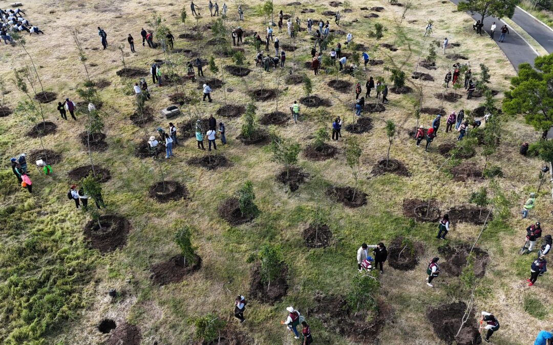 Ecatepec, Neza y Chimalhuacán plantaron cientos de árboles en la JNR