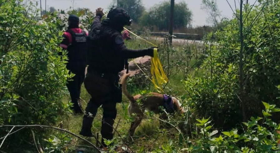 Chimalhuacán participa con binomios caninos en búsqueda de personas en Chalco y Valle de Chalco
